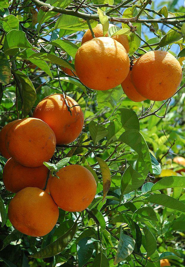 <strong>Farm-Fresh Fruits & Botanicals</strong>