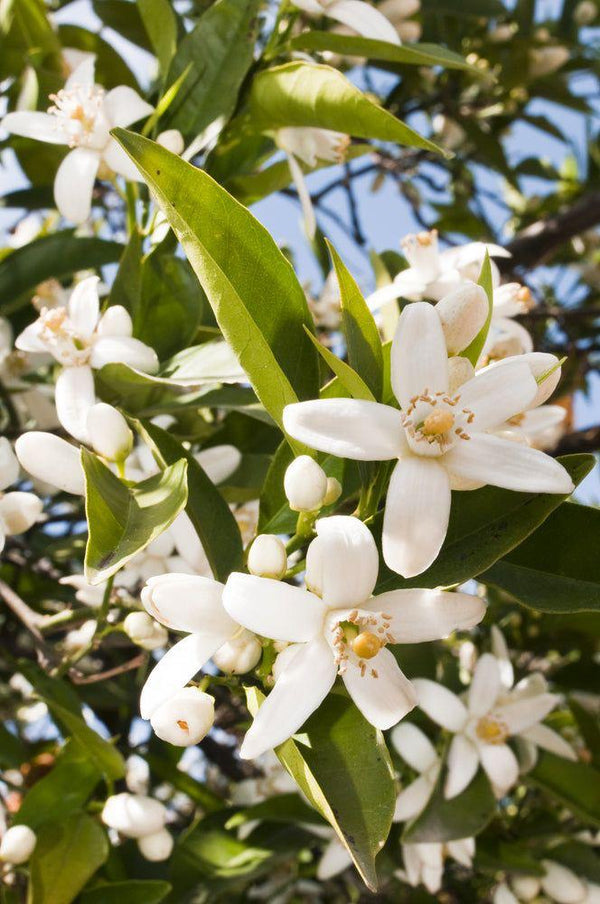 Organic Plant Oils & <strong>Botanical Extracts</strong>